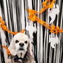 오리진 동물피부과병원 이미지