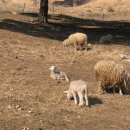 라일락목장 이미지