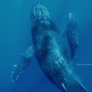 270-4003 | 23.02.19 일본 오키나와 혹등고래 투어 후기