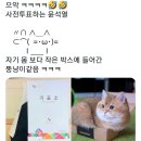 대통령 고양이 모에화 이미지