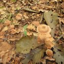 색시졸각버섯사진, 붉은꾀꼬리버섯사진, 버섯산행, 영지버섯 사진2 이미지