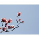 목련 - 태안군 해안관광로 510-5 | 목련