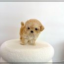 도도애견샵 | 오산애견분양 퍼피에몽 건강한 아가들