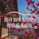 서악사 - 1025 | 봄과 함께 찾아온 안동 서악사 청매화, 홍매화 :: 안동 봄꽃, 안동 가볼 만한 곳