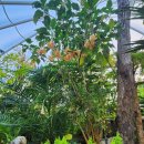 순천국가정원 동영상, 순천만습지, 순천남사르습지, 순천국가정원실내정원, 국내에서 가장 큰 국가정원, 순천만 탐방, 남도여행, 여행클럽, 이미지