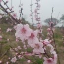 무릉2리(무릉도원마을)농촌체험휴양마을 | 무릉 2리 무릉도원 농촌체험 휴양마을로 놀러 오세요~