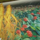 풍기인삼시장 이미지