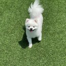 딩동댕독 이미지