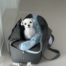 스마트 정형외과 신경외과 동물병원 | 🐕‍🦺세모일기│강아지 십자인대 재파열 &amp; 재수술 후기(스마트 정형외과&amp;신경외과/CTWO)