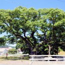 소동느티나무 이미지