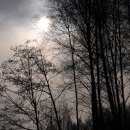 자작나무 숲 트레킹 (인제 원대리) 이미지
