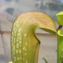 내한성이 강한 후드 피쳐 플란트 HOODED PITCHER PLANT 이미지