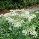 솔내음과 물소리 이미지