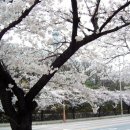 만개한 벚꽃 - 두류공원 이미지