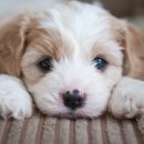 은해반려동물보조기 이미지