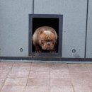 KGB KENNEL 이미지