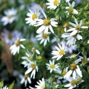 쑥부쟁이 이미지