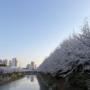 계양경기장  아시아드양궁장 | 계양 서부천 벚꽃 만개 실시간 후기｜주차, 산책코스, 지금 가야 하는 이유 (인천 벚꽃 명소)