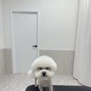 댕스티니 이미지