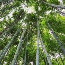 여름의 숲 이미지