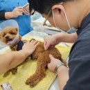 24시루시드동물메디컬센터 이미지