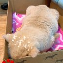 리틀쥬동물의료원 이미지