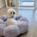 귀여븐댕 이미지