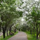 이팝나무길 이미지