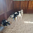 성만목장 이미지