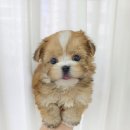 강아지분양 꽃강아지 중랑점 이미지