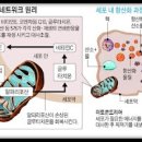 알파리포산의 효능 이미지