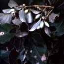 완도 미라리 상록수림 이미지