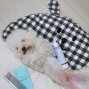 아즈키 | 푸들 빗 추천 꼬불이 털 관리에 써본 아즈키 에스콤 후기