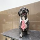 미미 펫 그루밍 | 일상 &amp; 강화읍 애견미용실 미미펫 그루밍 후기