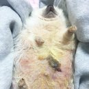 케나인동물병원 이미지