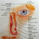 겨울철 눈물흘림증!!! 유루증 이미지