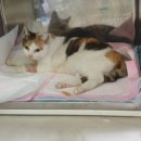 코끼리 동물병원 이미지