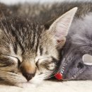 츄츄동물병원 이미지