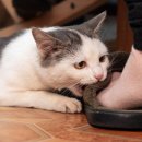 야옹이발바닥 이미지