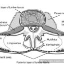 흉요근막(thoracolumbar fascia)과 요부 안정화 이미지