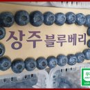 무농약 새콤달콤품종 블루베리 수확 시작해요 이미지