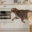 고양이 수염 이미지