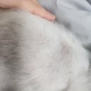 닥터아이펫 동물병원 | 강아지 피부 각질 원인과 유산균 처방 (울산 닥터강 동물병원)