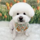 코지그루밍 이미지