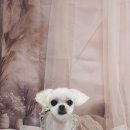 안나 펫 살롱 이미지