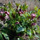 알프스장 이미지