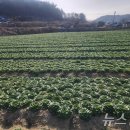 진도 무릉도원 이미지