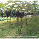 충청농장 이미지