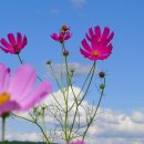 코스모스 이미지