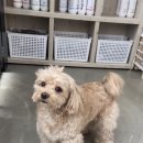 그루밍솔루션 구로점 이미지